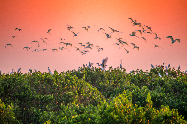 相机组 二等奖 “鹭鸟天堂” 甄永光 摄.jpg